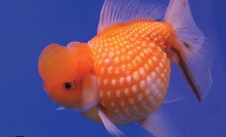 GoldFish का Scientific नाम क्या हैं